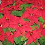 IMG_2877 IMG_2877