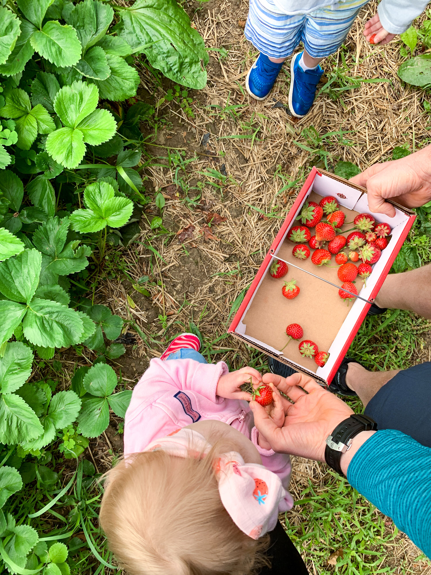 strawberry picking photo diary