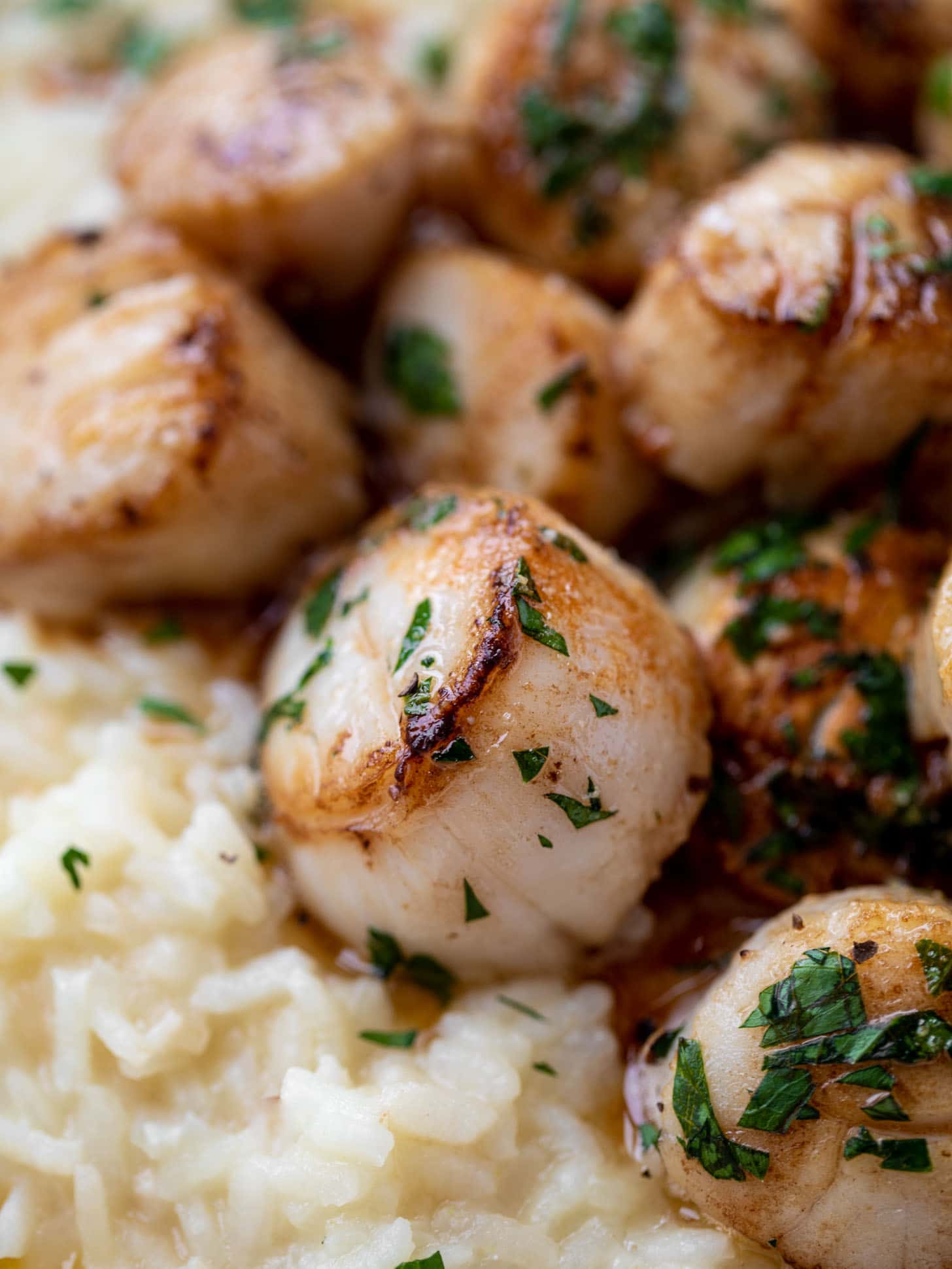 herb brown butter scallops with champagne risotto
